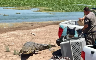 Protección Civil de Culiacán y GEPA liberan dos cocodrilos; uno mide 4 metros