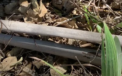 Encuentran rastreadoras osamenta