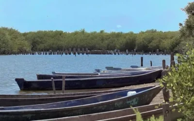 Llaman a respetar veda de camarón; cierran filas contra la pesca ilegal