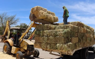 Gobierno del Estado entrega más de 23 mil pacas de alimento al sector ganadero