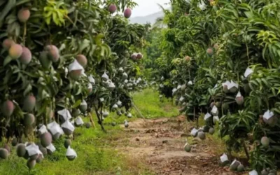 Productores de mango buscarán apoyo de autoridades para evitar el robo hormiga: Daniel Ibarra Lugo
