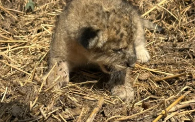 Nace leona en Mazatlán en medio del mayor éxodo animal por violencia en Sinaloa