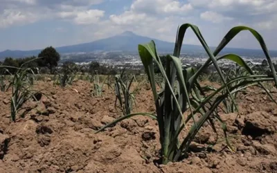Escasez de agua impacta producción de maíz y pone en riesgo el precio de la tortilla en Sinaloa