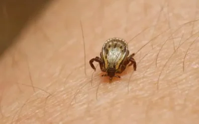 Llaman a la comunidad a prevenir la rickettsia en Sinaloa