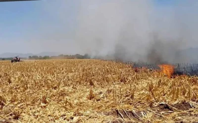 Aseguran que quema de soca ha afectado más de 800 hectáreas en El Carrizo