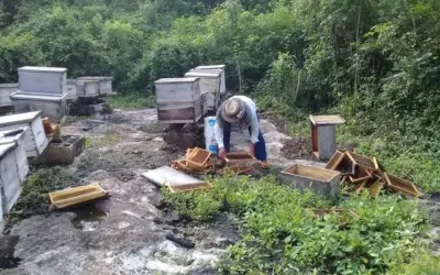 Apicultores de Culiacán se preparan para aumentar la producción de miel