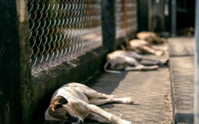 Aumenta abandono de perros en zonas violentas de Culiacán: Fundación Balto y Dogo