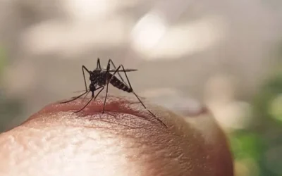 Con 4 muertes se mantienen casos de dengue en el estado: Prevención y Promoción de la Salud