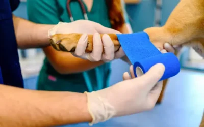 Reportan mejoría en la salud de perrita herida de bala en Colinas de San Miguel