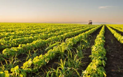 Agricultores del norte de Sinaloa confían en una temporada de lluvias favorable